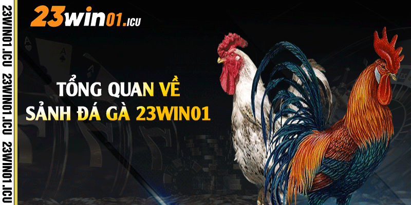 Tổng quan về sảnh đá gà 23win01